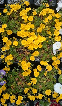 Potentilla verna nana - 8cm pot 